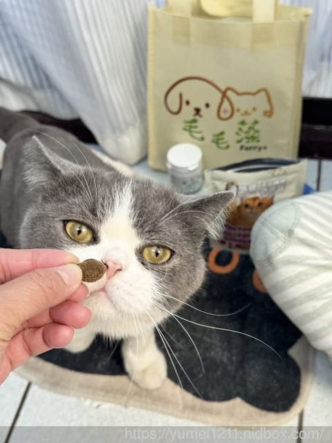 毛毛藻日常保養分享|Furry Kelp 毛毛藻三大品項一次看清楚|貓狗保養品推薦 - 第17張圖 毛毛藻日常保養分享|Furry Kelp 毛毛藻三大品項一次看清楚|貓狗保養品推薦