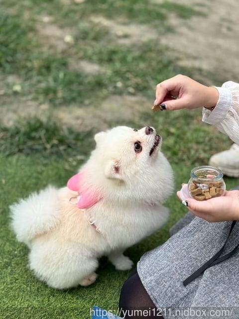 毛毛藻日常保養分享|Furry Kelp 毛毛藻三大品項一次看清楚|貓狗保養品推薦 - 第15張圖 毛毛藻日常保養分享|Furry Kelp 毛毛藻三大品項一次看清楚|貓狗保養品推薦