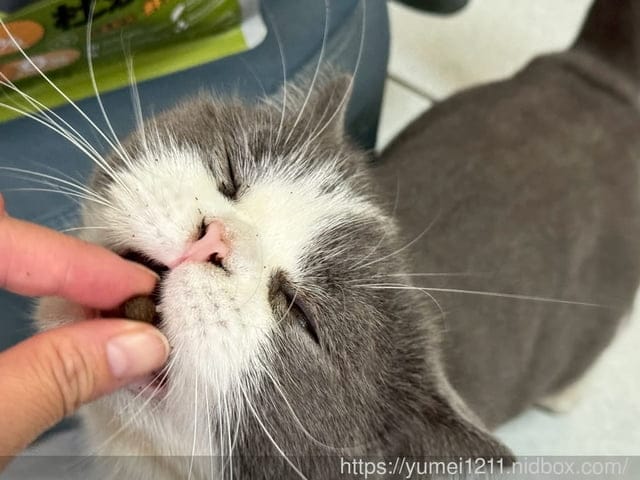 挑嘴貓NEKO 實吃心得|Elato杜莎天然無穀貓糧評價:室內貓配方鮮雞佐鴨|義大利飼料推薦完整分享 - 第6張圖 挑嘴貓NEKO 實吃心得|Elato杜莎天然無穀貓糧評價:室內貓配方鮮雞佐鴨|義大利飼料推薦完整分享