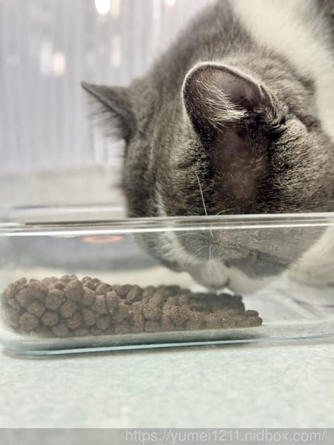 挑嘴貓NEKO 實吃心得|Elato杜莎天然無穀貓糧評價:室內貓配方鮮雞佐鴨|義大利飼料推薦完整分享 - 第7張圖 挑嘴貓NEKO 實吃心得|Elato杜莎天然無穀貓糧評價:室內貓配方鮮雞佐鴨|義大利飼料推薦完整分享