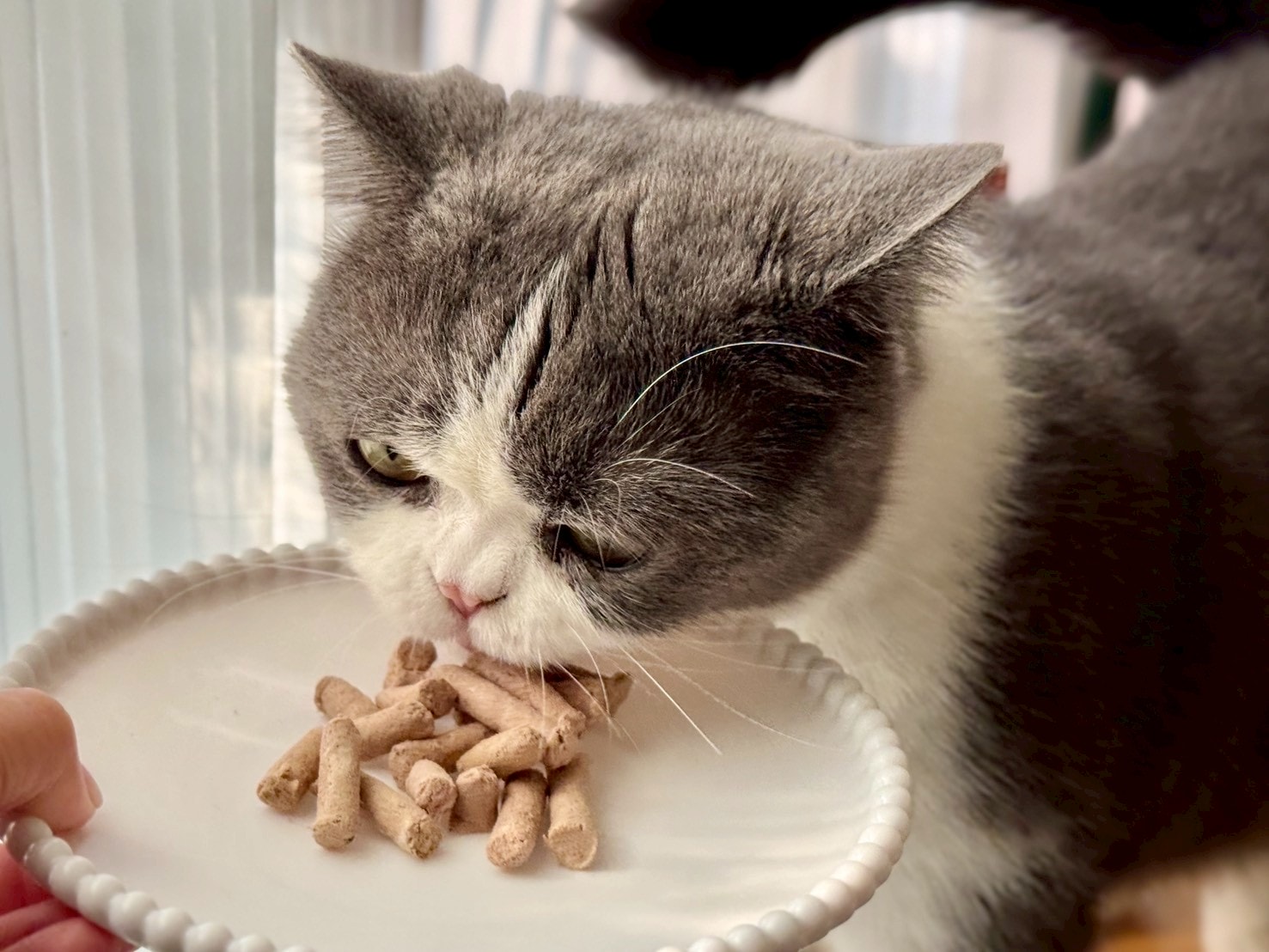 Feline Natural評價|全新升級「羊鹿主食凍乾」挑嘴貓也淪陷! - 第3張圖 Feline Natural評價|全新升級「羊鹿主食凍乾」挑嘴貓也淪陷!