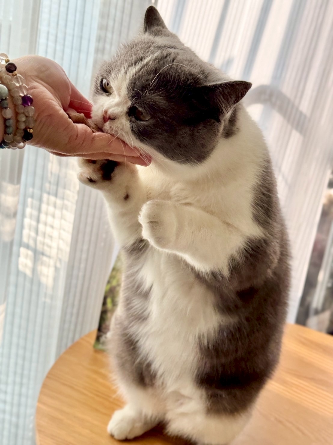 Feline Natural評價|全新升級「羊鹿主食凍乾」挑嘴貓也淪陷! - 第7張圖 Feline Natural評價|全新升級「羊鹿主食凍乾」挑嘴貓也淪陷!