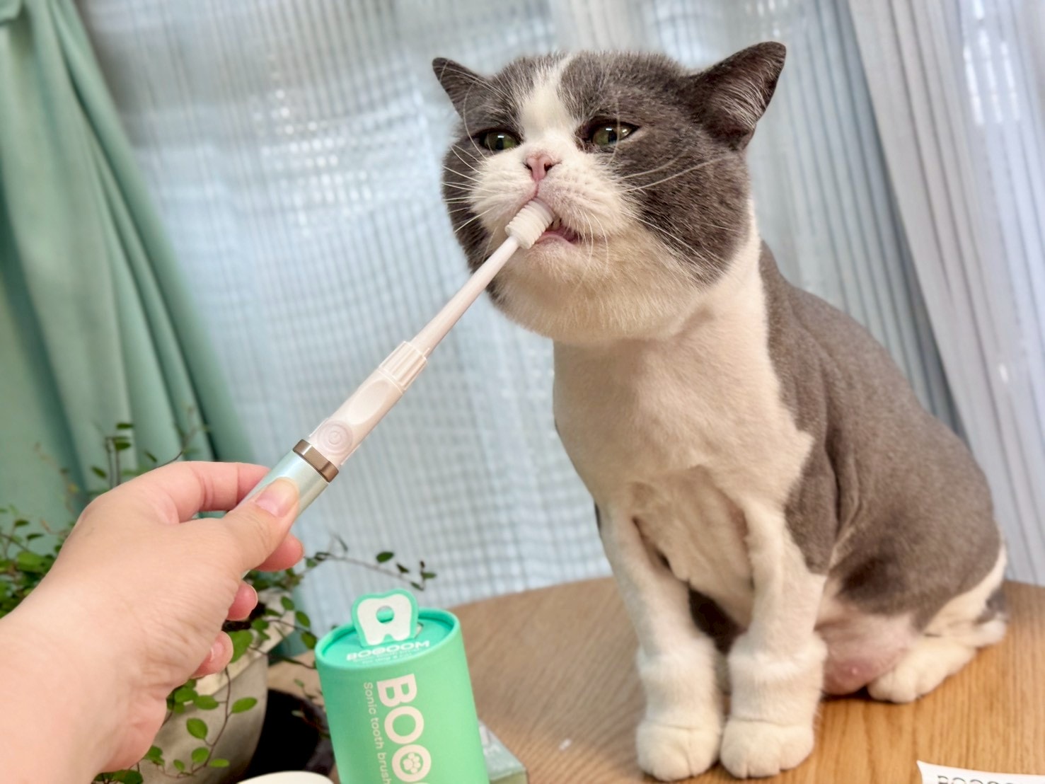 nekohako評價｜360度毛孩牙刷開箱｜寵物電動牙刷推薦！BOOOOM聲波潔齒技術讓貓咪乖乖刷牙