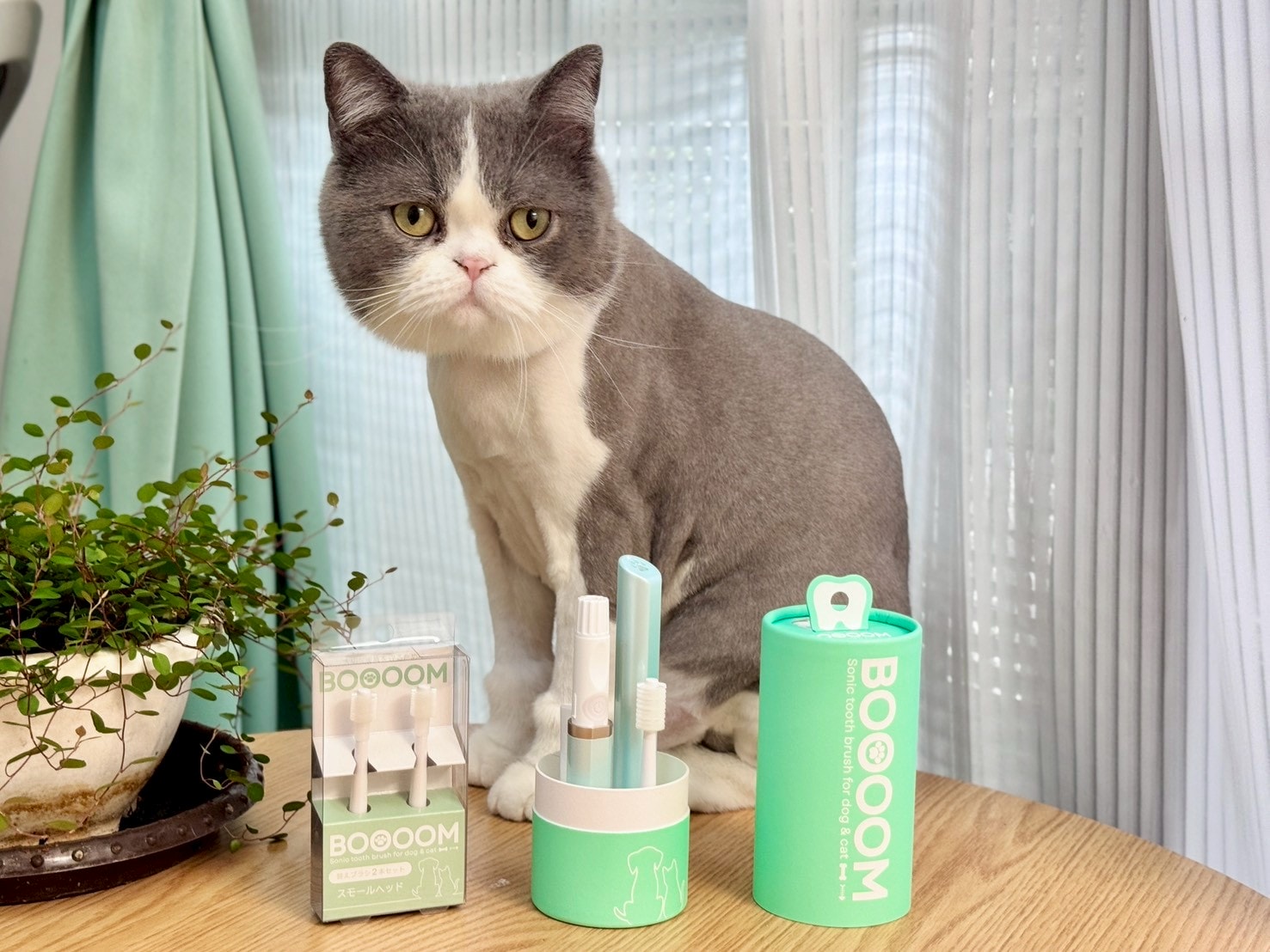 nekohako評價｜360度毛孩牙刷開箱｜寵物電動牙刷推薦！BOOOOM聲波潔齒技術讓貓咪乖乖刷牙