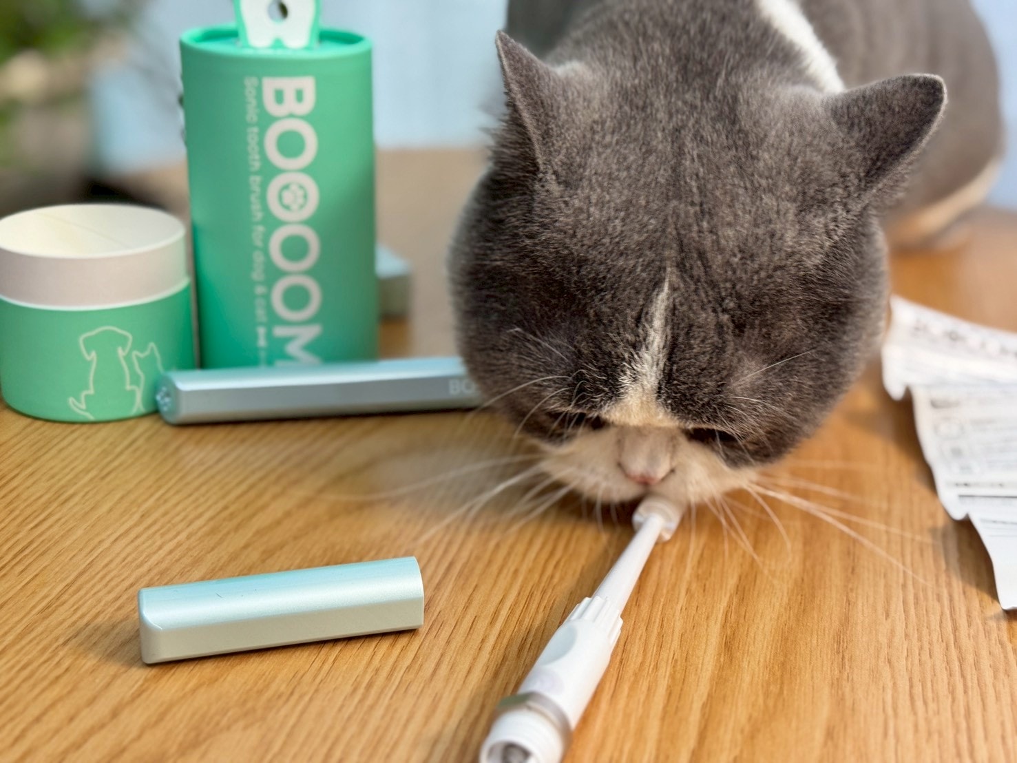 nekohako評價｜360度毛孩牙刷開箱｜寵物電動牙刷推薦！BOOOOM聲波潔齒技術讓貓咪乖乖刷牙
