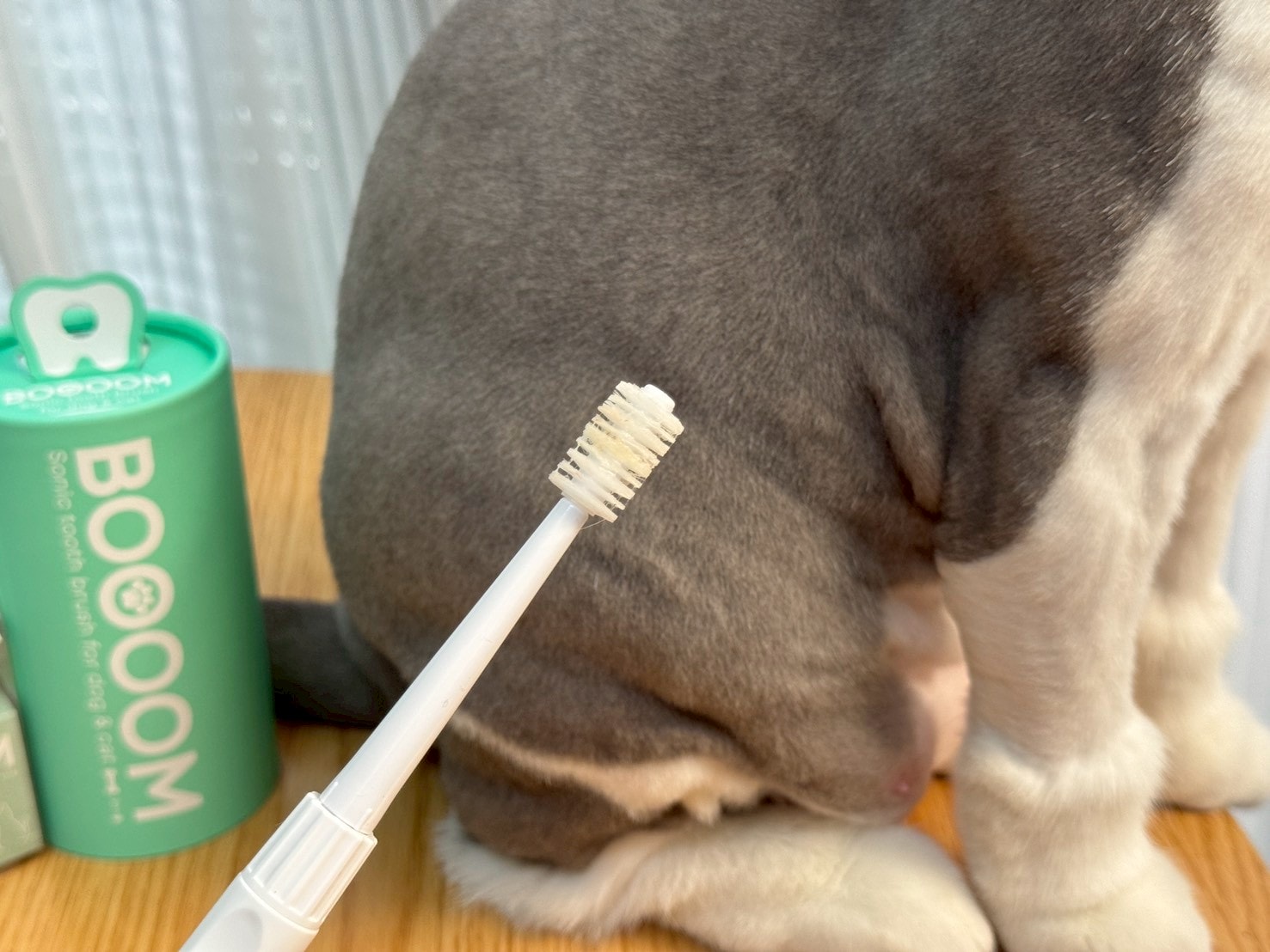 nekohako評價｜360度毛孩牙刷開箱｜寵物電動牙刷推薦！BOOOOM聲波潔齒技術讓貓咪乖乖刷牙