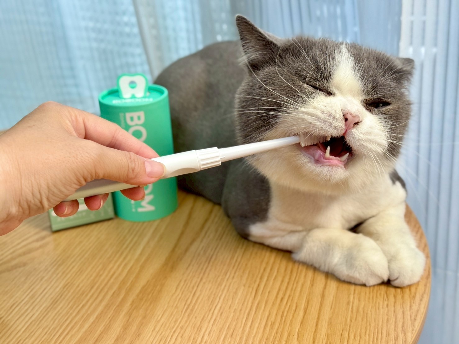 nekohako評價｜360度毛孩牙刷開箱｜寵物電動牙刷推薦！BOOOOM聲波潔齒技術讓貓咪乖乖刷牙