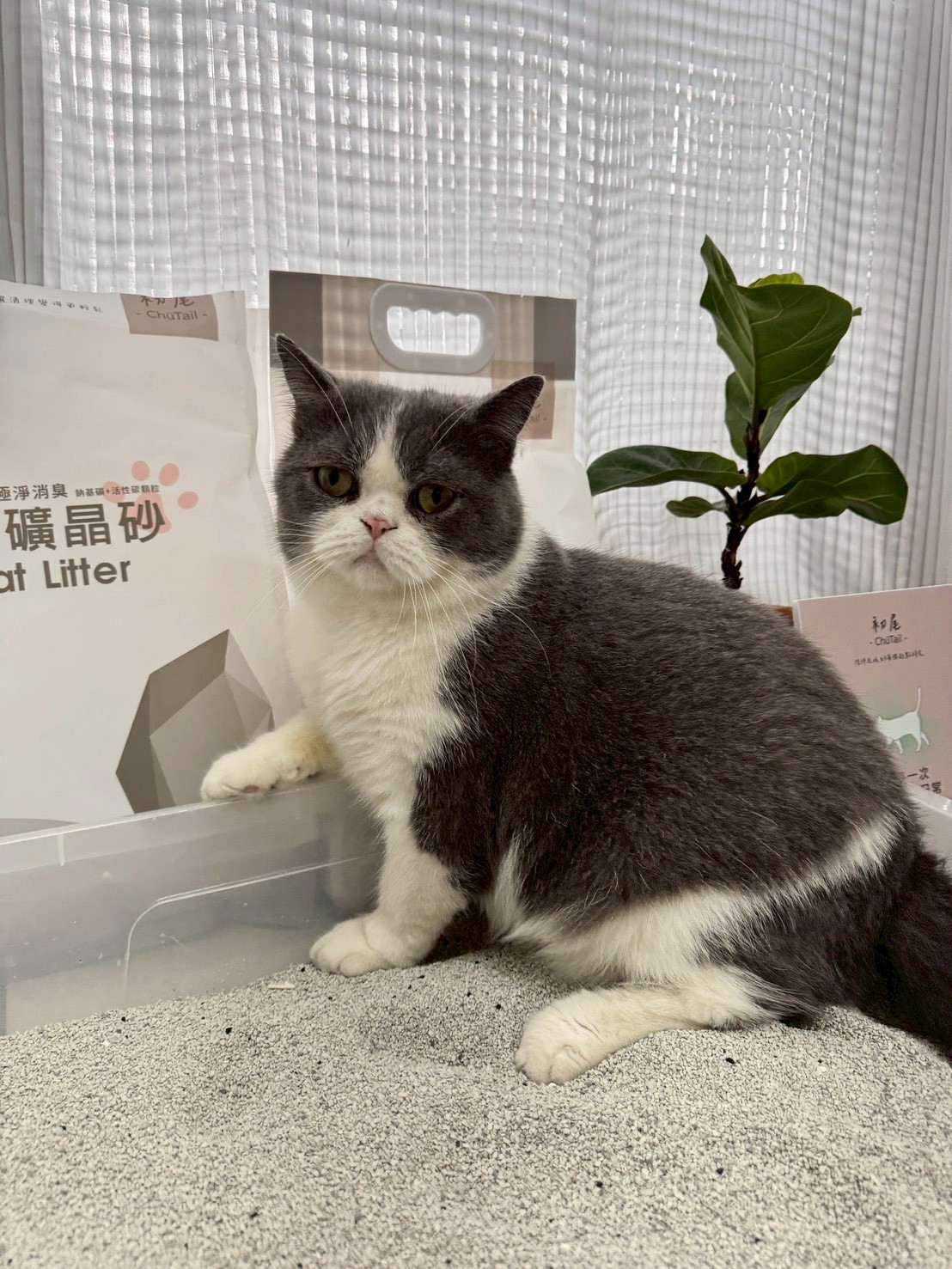 初尾 ChuTail 礦晶貓砂評價｜低粉塵、凝結力實測＋寵物友善噴霧擴香分享