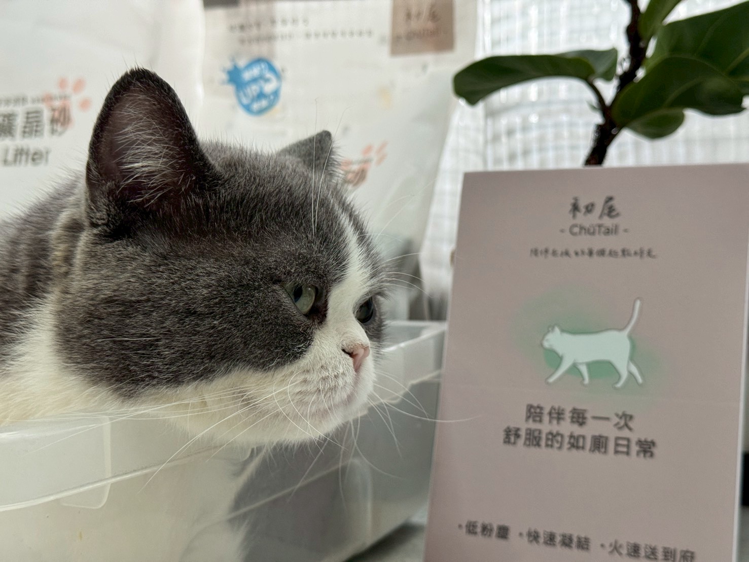 初尾 ChuTail 礦晶貓砂評價｜低粉塵、凝結力實測＋寵物友善噴霧擴香分享